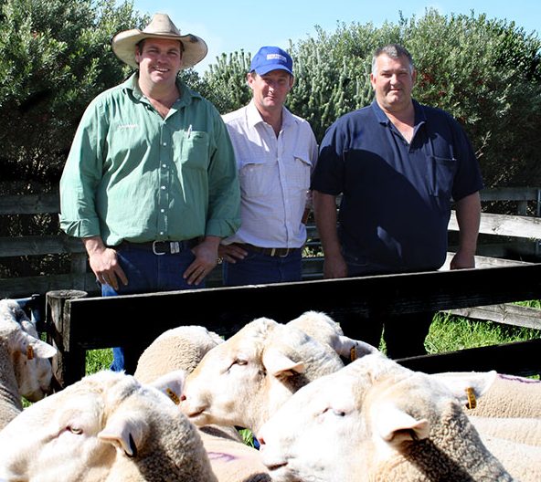2014 White Suffolk and Suffolk Ram Sale