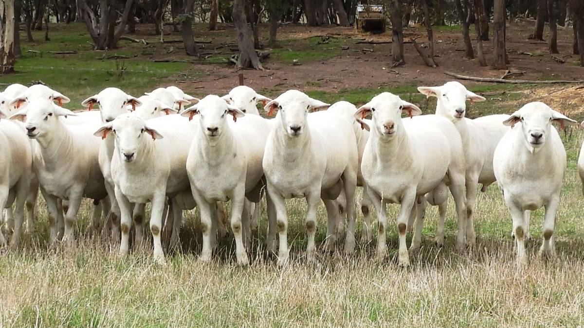 The Baringa and Seriston Australian White: The next evolution in sheep