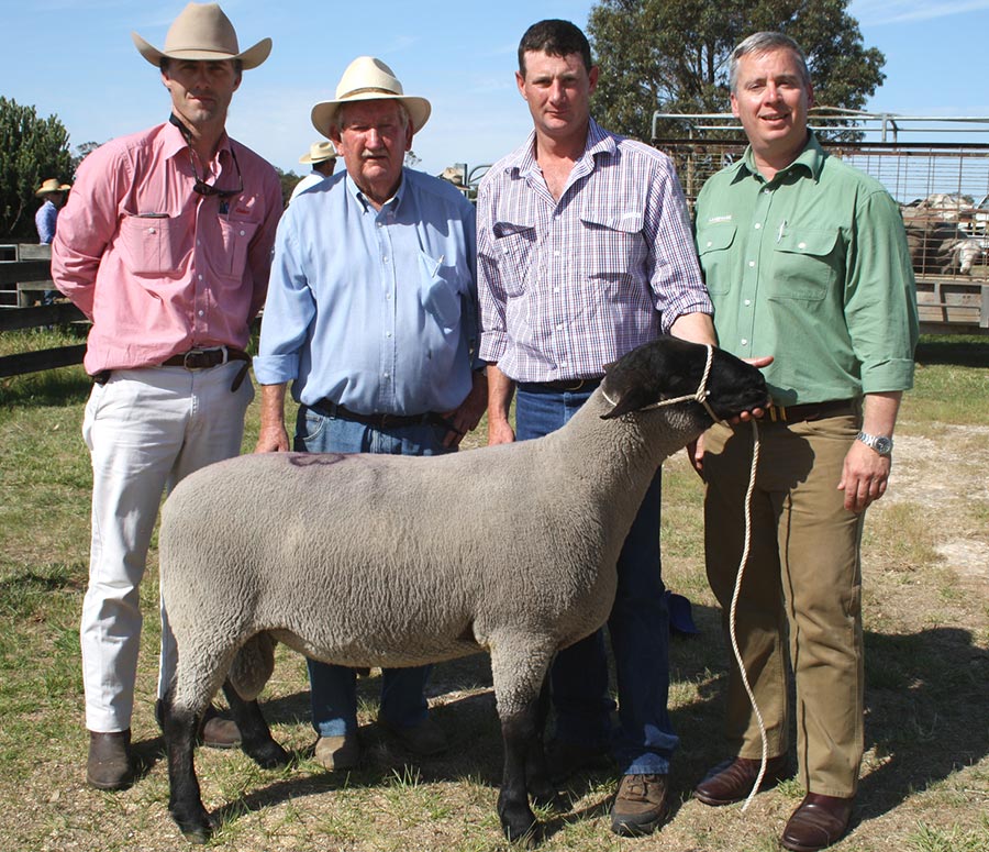 2015 White Suffolk and Suffolk Ram Sale