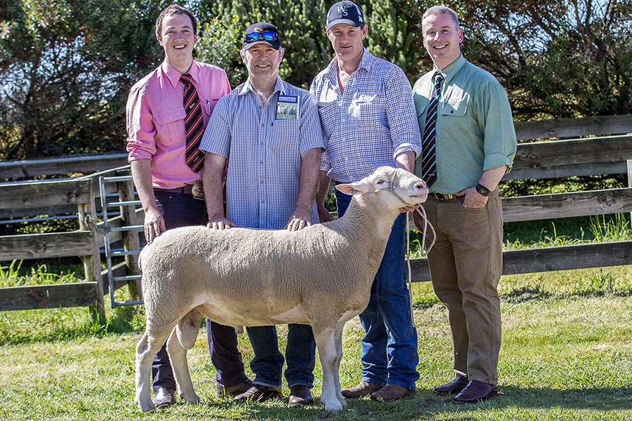 2016 White Suffolks and Suffolks Ram Sale