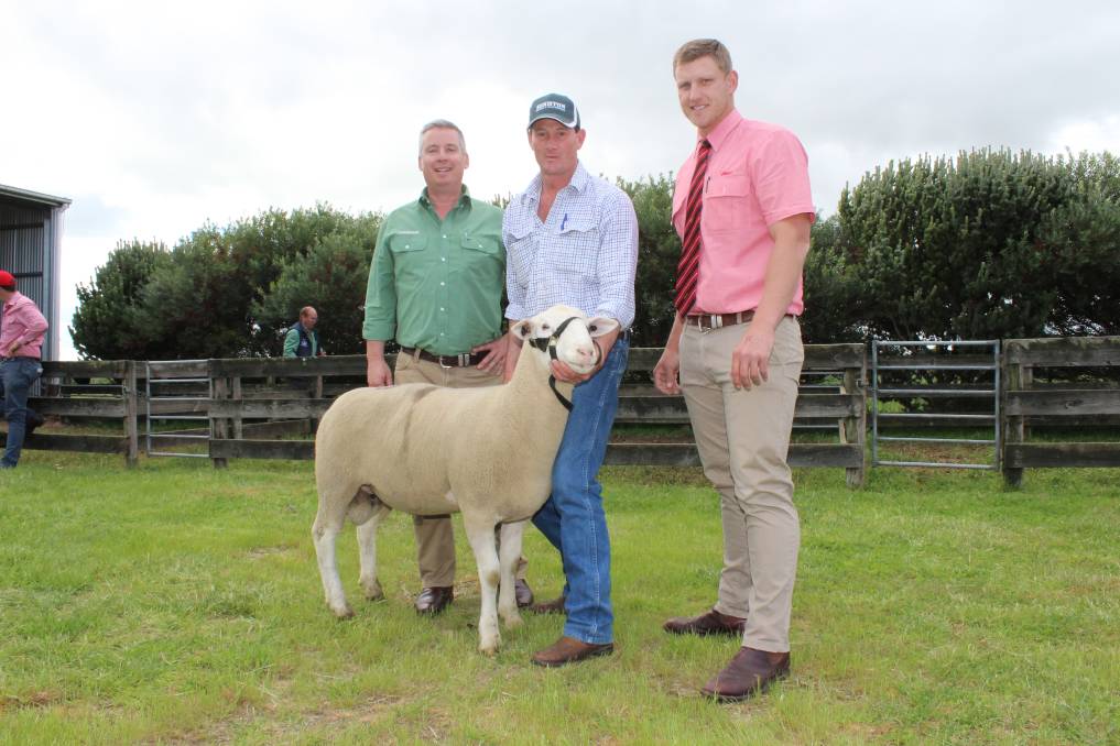 2017 White Suffolk Ram Sale